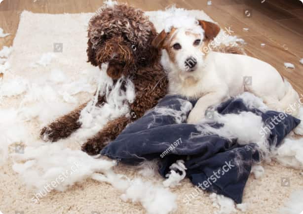 animal-photo